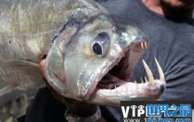 世界上最危险十大鱼类，似鲭水狼牙鱼排第一名