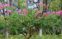 世界上四大奇葩树木 怕痒痒树 流血树（珍贵树木）