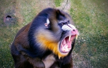 世界上三大最漂亮猴子 山魈上榜（有个性）