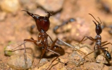 世界上最大最小蚂蚁 非洲矛蚁（头尾有4厘米长）