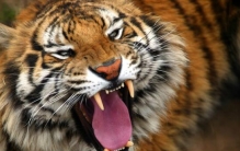 世界体重最大肉食性猫科动物 重达350千克（东北虎）