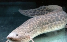 世界上最神奇的鱼 靠肺呼吸生命最顽强的鱼（肺鱼）