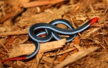 世界上最神秘莫测的蛇 毒性强行踪隐蔽（蓝长腺珊瑚蛇）