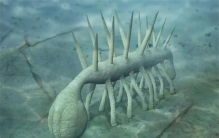 出现于寒武纪时期的神秘生物 非常的特别（怪诞虫）