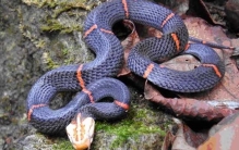 世界上最让人头疼的蛇 以绝食闻名（喜马拉雅白头蛇）