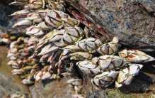 它是世界上最昂贵的海鲜之一 最恐怖的美食（鹅颈藤壶）