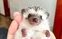 世界上最小的刺猬 体长仅10余厘米（非洲迷你刺猬）