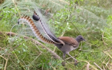 世界上最神奇的鸟 善于模仿一切声音 不会飞（琴鸟）