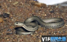 世上生存海拔最高的蛇，西藏温泉蛇