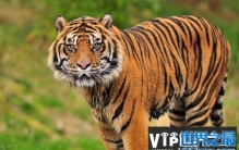 世界上现存最小的老虎，苏门答腊虎实至名归