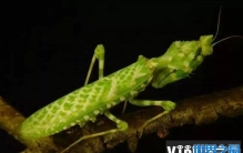 世界上排名前十的螳螂，第一名是非洲绿巨螳