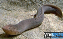 夏眠的动物有哪些？地球上十大奇特的夏眠动物