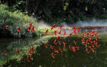 世界湿地日：走进观鸟天堂，捕捉湿地生态灵动之美