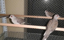 世界上最小的鸽 仅比麻雀大一点（澳大利亚雪鸽）