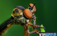 世界上眼睛最多的动物，蜻蜓有5.6万只眼睛