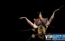 世界上最稀有的螳螂，魔花蝗螂被称为螳螂之王