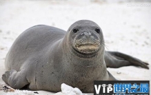 夏威夷岛上有什么动物？夏威夷10大代表动物