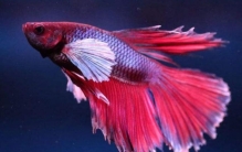 世界上三大最漂亮的鱼 个个高颜值（美若仙子）