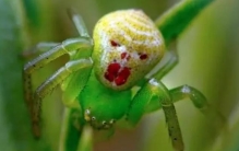 世界上最诡异蜘蛛 酷似人脸的图案（人面蜘蛛）