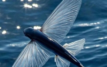 世界上飞的最远的鱼 翅膀状的鳍 水面飞400多米（飞鱼）