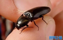 叩头虫为什么会叩头？叩头虫叩头的目的