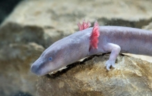 世界上最耐饿的动物 没有食物可存活10年（洞螈）