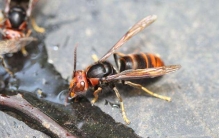 世界上最毒的毒蜂 体型巨大凶暴异常（黑腹虎头蜂）