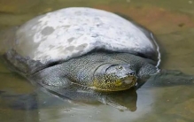 世界上最珍贵的鳖 无法有效繁殖成功（斑鳖）