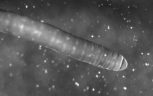 最耐寒的十大动物排名，第一名竟然是冰虫