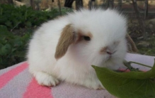 世界上体积最小的兔子 身高不到20厘米（荷兰矮兔）