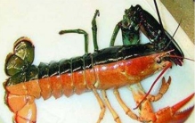 世界上最罕见的龙虾 5000万只才出现一只（双色龙虾）