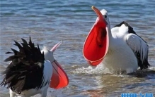 鹈鹕是什么鸟？鹈鹕吃什么？