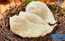 燕窝有什么营养？燕窝贵的原因是什么
