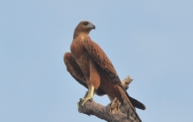 世界上寿命最长的鸟 可活达70多年（赤鹰）