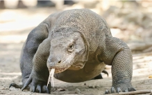 世界上体型最大的蜥蜴 体长达3米（科莫多巨蜥）