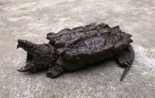 世界上最大的水龟之一 重达150斤几乎灭绝（真鳄龟）