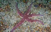 世界十大动作最慢动物 行动慢的让人着急（动作迟缓）