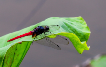 世界上最小的蜻蜓 是什么（侏红小蜻）
