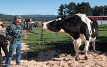 世界上最高的奶牛 身高足有两米（美国的布洛瑟姆）