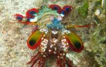 世界上最凶残的虾 体长最大可达18厘米（雀尾螳螂虾）