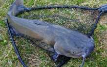 世界最脏鱼之三 被公认最脏的鱼（寄生虫和重金属）