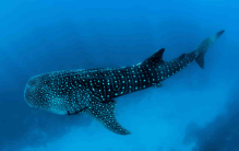 世界十大最大鱼种类 体型最大的鱼（鱼类大小排名）