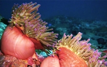 世界三大最好看的海葵 最漂亮的海葵 （公主海葵）