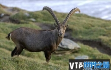 全球十大珍稀野羊，藏羚羊是青藏高原的精灵