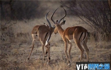 地球上交配时间最长的动物，羚羊持续20天左右