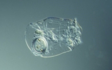 世界三大生命力最强的动物 生存能力最强（在太空生活）