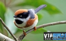 世界上最邪恶的四大动物，僵尸鸟专吃动物大脑