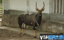 世界上胡须浓密的十种动物，薮羚排第一