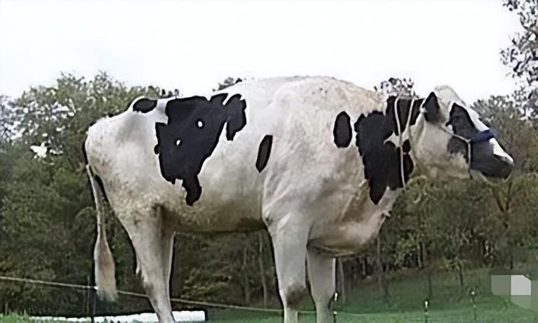 【百年罕见的动物之最，见过三种算你牛！ 】图3