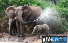 世界上最记仇的动物，大象记忆力非常强